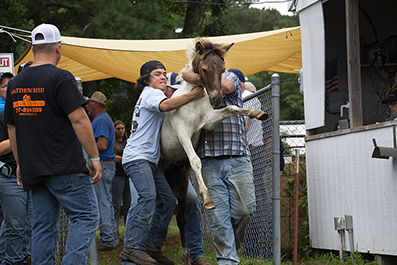 Chincoteague Wild Ponies: Personal Photo Projects : Photos : Richard Moore : Photographer